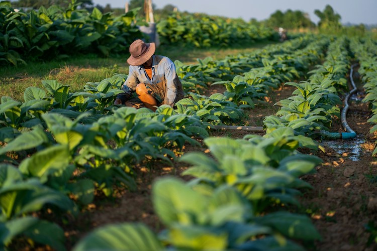 ”農家から選ぶ”オーガニック宅配